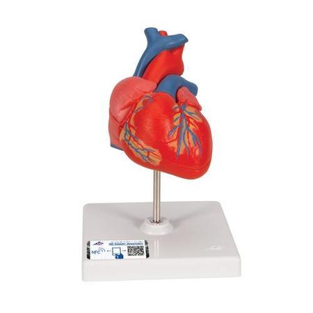 3B SCIENTIFIC Classic Heart, 2-part (G08) - w/ 3B Smart Anatomy 1017800
